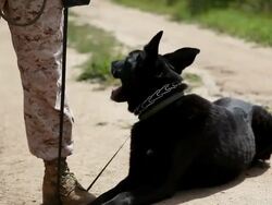 MS Dog lying at soldier's feet AUDIO / Camp Pendleton, CA, United States Stock Footage