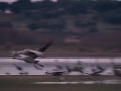 Common Cranes (Grus grus) leaving roost on Lake Cubillar, Caceres Province in Extremadura, Spain Stock Footage