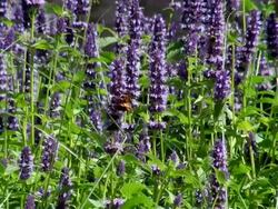 MS Butterfly flying on salvia flower / Koblenz, Rhineland-Palatinate, Germany Stock Footage