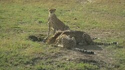 Cheetahs in the Masai Mara, Kenya Stock Footage
