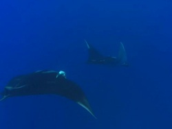 Manta Rays Mexico  Stock Footage