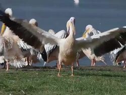 MS Group of pelecanus onocrotalus drying wings at nakuru lake / National Park, Africa, Kenya   Stock Footage