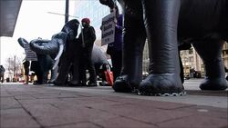 CLEAN : Animal rights activists protest against ci News Clip