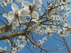 HD DOLLY: Magnolia Blossom Stock Footage