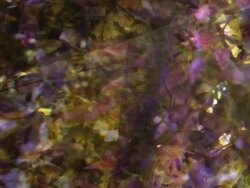 WISTERIA SINENISIS  - expanding flow to the right. (loop) Stock Footage