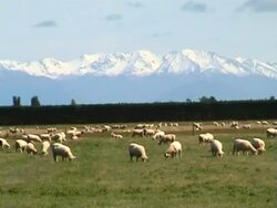 Flock of sheep Stock Footage