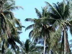 Palm Trees in Phang Nga, Phuket, Thailand Stock Footage