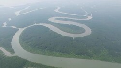 Aerial over s-shaped mangrove forest Stock Footage