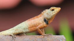 Lizard Stock Footage
