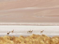 WS PAN Shot of Vicunia, Vicugna walking in high Andes desert / San Pedro de Atacama, Norte Grande, Chile Stock Footage