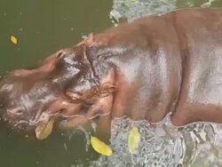 Hippopotamus swimming in water. Waiting for food from tourists. Stock Footage
