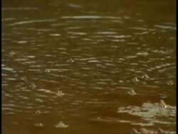 MS frogs leaping across water, Bandhavgarh National Park, India Stock Footage