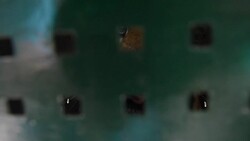 VOICED : ONG logra rescatar a los ultimos animales del zoo de Gaza News Clip