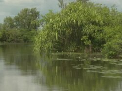 Pandanis palm (Richea pandanifolia) by South Alligator River, Kakadu National Park, NT, Australia Stock Footage