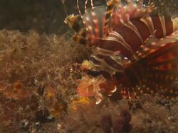 Lionfish, Attempted predation, moving down slope, Indonesia  Stock Footage