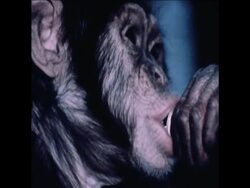 SYND24/02/71 ESCAPED CHIMPANZEES IN LIQUOR STORE News Clip