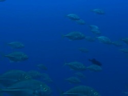 Jacks, Costa Rica, Pacific Ocean  Stock Footage