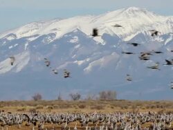 MS Greater sandhill cranes in flight and landing in front of snow capped peaks / Monte Vista, Colorado, United States Stock Footage