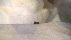 Insect Instructional Video