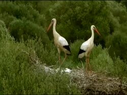 White Storks (Ciconia ciconia) on nest, Dehesa de Abajo (Puebla del Rio, Sevilla), Andalucia, Spain Stock Footage