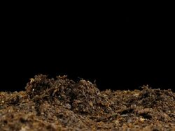 T/L Cocoa (Theobroma cacao) germination, close up side view against black background Stock Footage