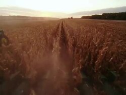 POV combine harvesting corn in a large field, with low sun; a second tractor pulls away with a wagon full of corn. Stock Footage