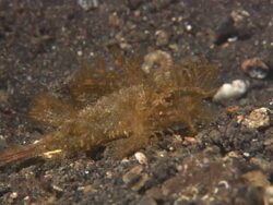 Scorpionfish, Ambon, camouflaged, Indonesia  Stock Footage