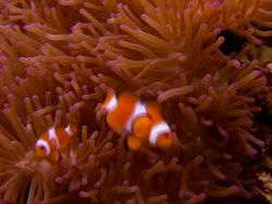Clown Fish 2 Stock Footage