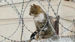 Cat on a fence with barbed wire Stock Footage