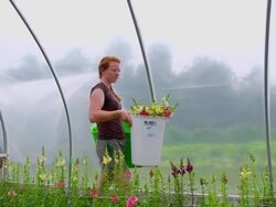 MS SLO MO PAN Shot of Young woman carries picked flowers in green/hoop house / Chatham, Michigan, United States Stock Footage