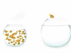 Crowded Fish Tank Escape Stock Footage