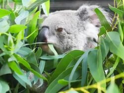 HD:Koala eating some eucalyptus leaves. Stock Footage