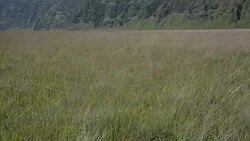 MS Grass in the Wind in the Bromo Tengger Semeru National Park, East Java, Indonesia. Stock Footage