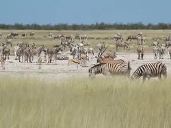 WS Shot of antelope, oryx and zebra grazing in grassy field / Ongava, Kunene, Namibia Stock Footage
