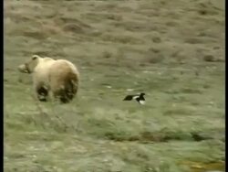 WA Grizzly Bear, Ursus arctos horribilis, cub practicing hunting skills by chasing black billed magpie, Arctic Circle Stock Footage