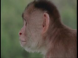 CU Brown capuchin looking worried, scratches, South America Stock Footage