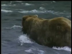 MS Brown Bear, Ursus arctos, walking through water with salmon in mouth, Arctic Circle Stock Footage