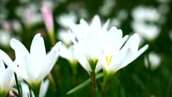 Beautiful White bunch flowers on green grass Stock Footage