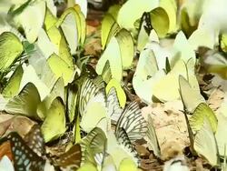 Butterfly ,HD Stock Footage