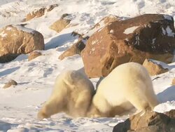 MS SLO MO Two Polar bears playing and fighting with each other  / Churchill, Manitoba, Canada Stock Footage