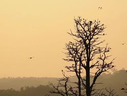 Bird in morning Stock Footage