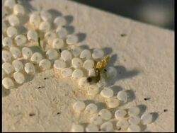 Silkworm Moth larvae, Bombyx mori, hatching from eggs, CU, Israel Stock Footage