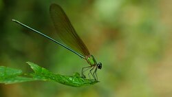 Dragonfly in rainforest. Stock Footage