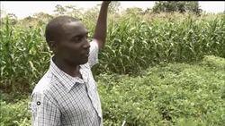 Plantation turned university grows environmental entrepreneurs News Clip