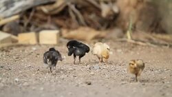 Hens are brought chick ferret food. Stock Footage