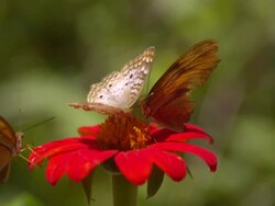 CU SLO MO Shot of Two Megisto rubricata, gray spotted butterfly's and one Queen butterfly feeding on red flower together / Santa Barbara, California, United States Stock Footage