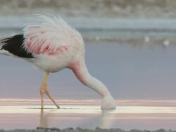 MS Shot of Andean Flamingo, Phoenicoparrus andinus walking in shallows feeding in high altitude salt lake / San Pedro de Atacama, Norte Grande, Chile Stock Footage