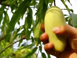 picking mango Stock Footage
