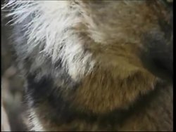 A woman who's lived with wolves for three years News Clip