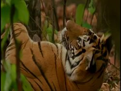 Royal Bengal tiger (Panthera tigris tigris) rolling over, Bandhavgarh National Park, India Stock Footage